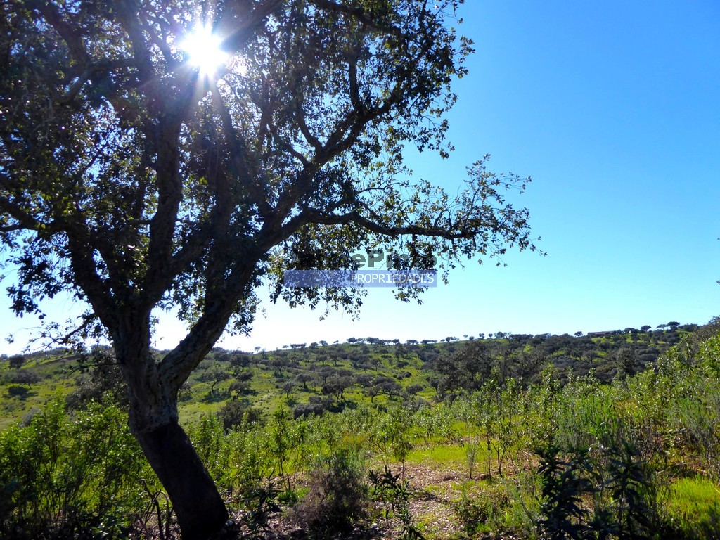 Herdade - T4 - PORTEL