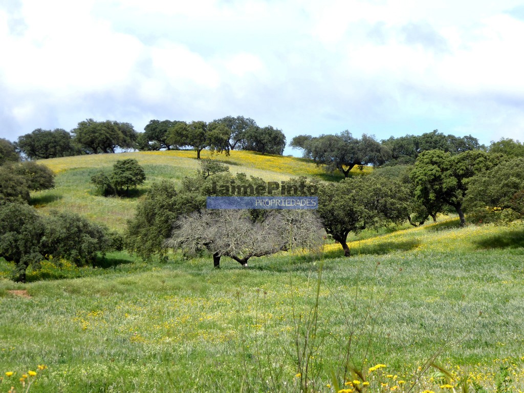 Terreno misto