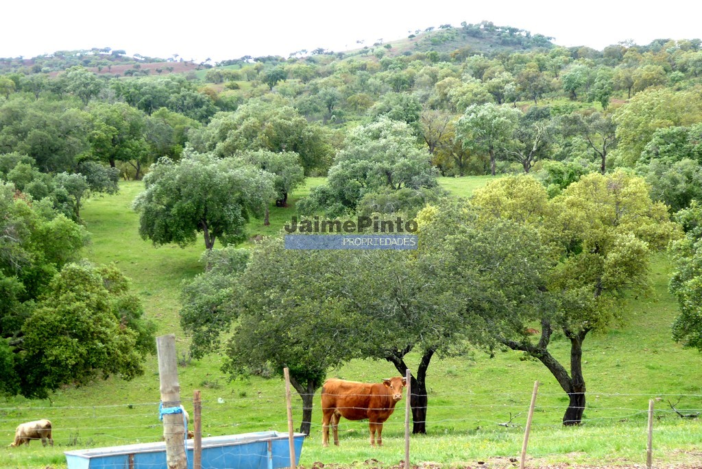 Terreno misto