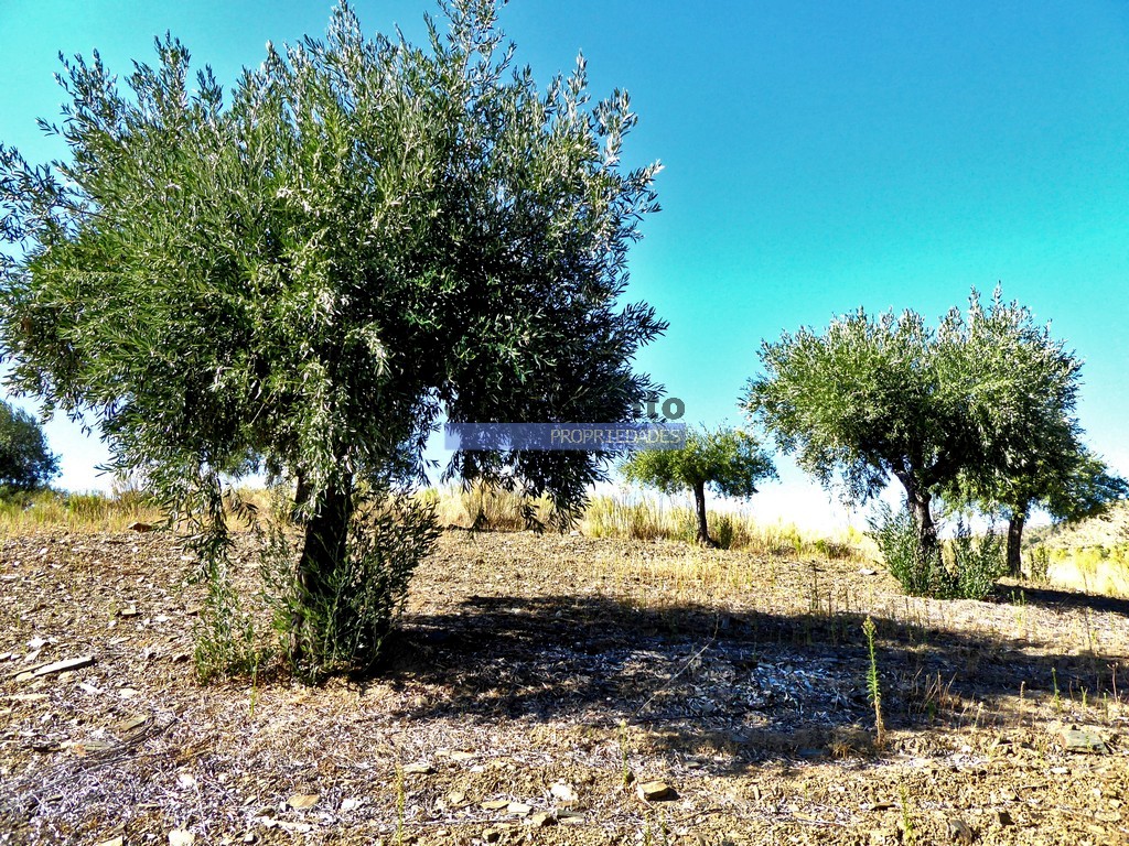 Terreno agricola