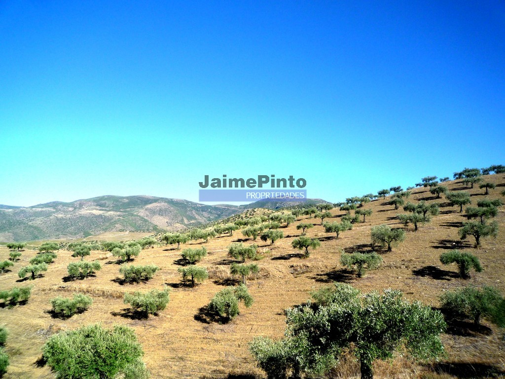 Terreno agricola