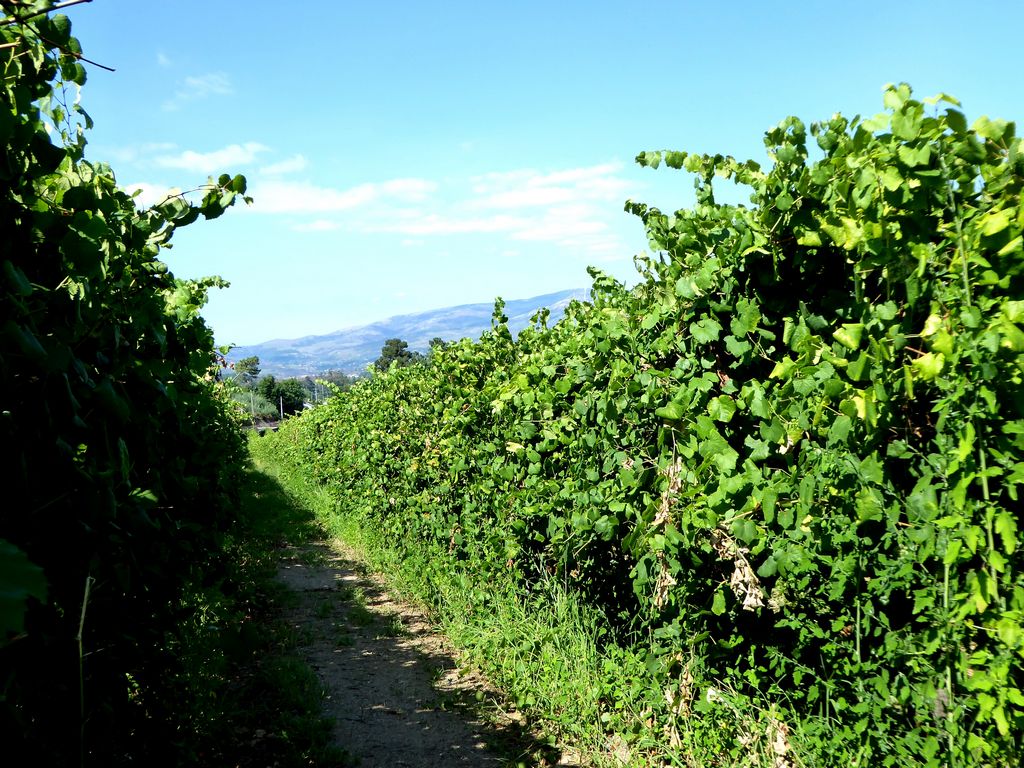 Quinta
