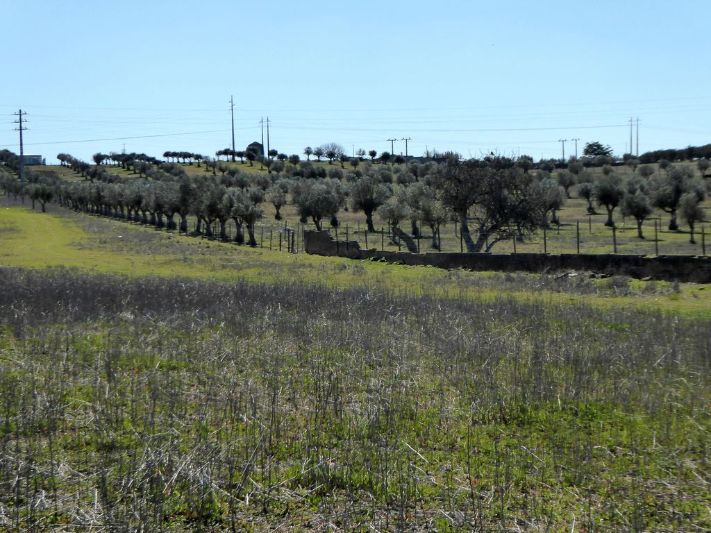 Herdade