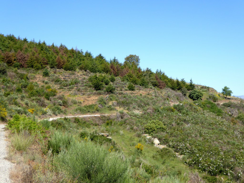 Quinta