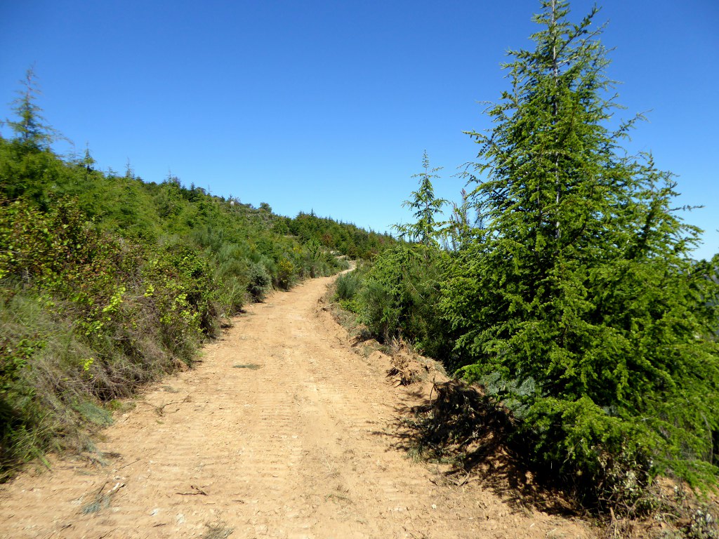 Quinta