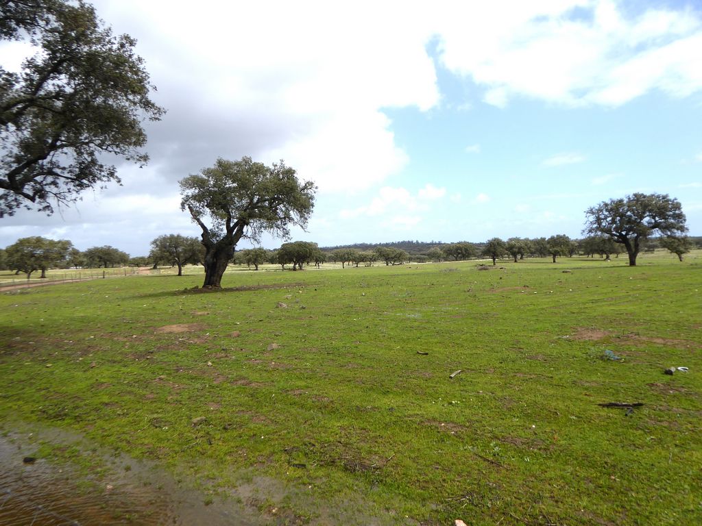Herdade