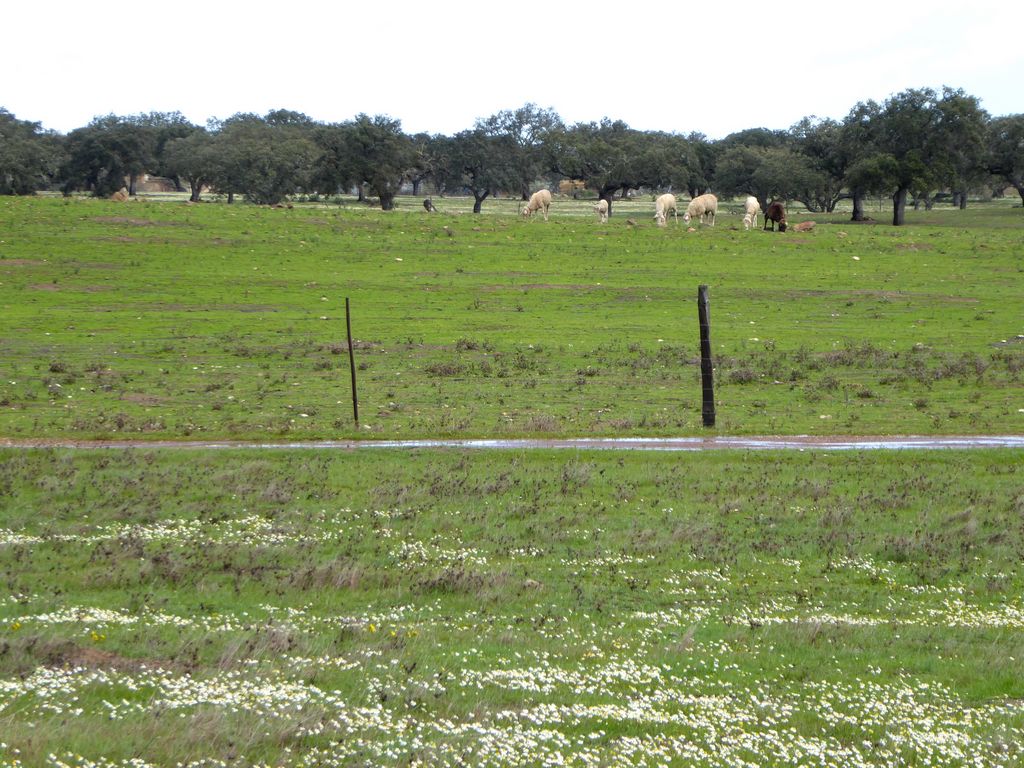 Herdade