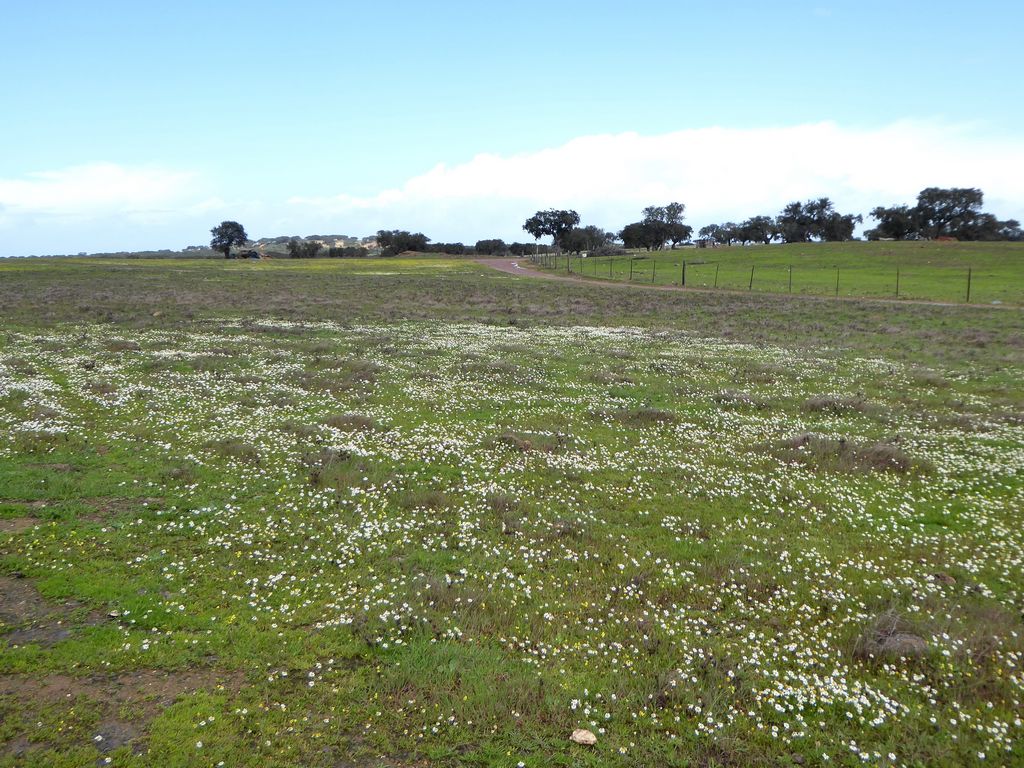 Herdade
