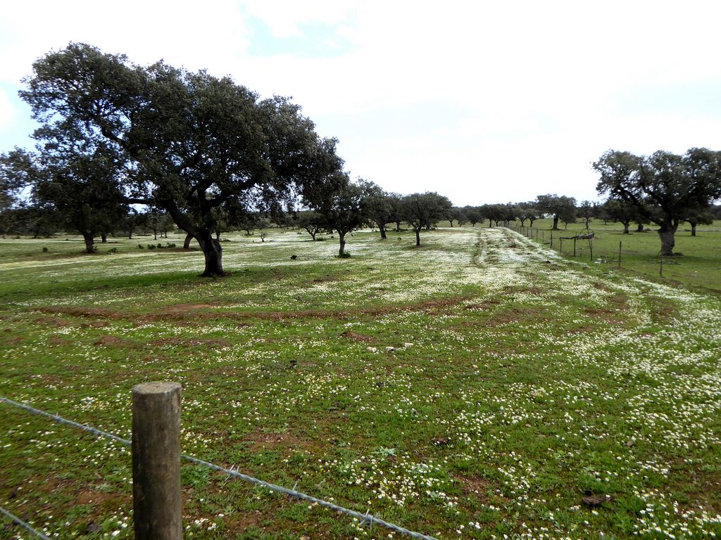 Herdade