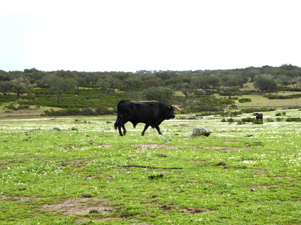 Herdade