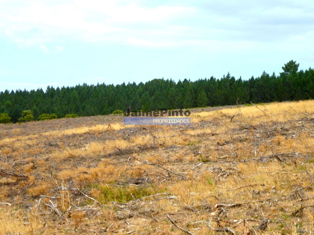 Terreno agricola