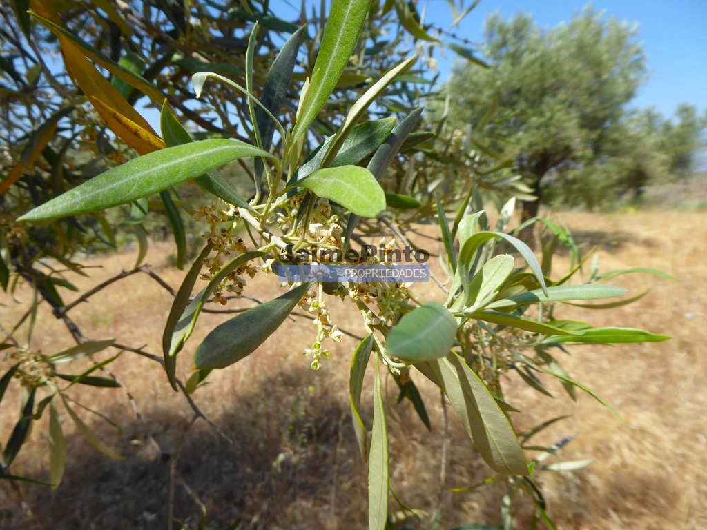 Terreno agricola