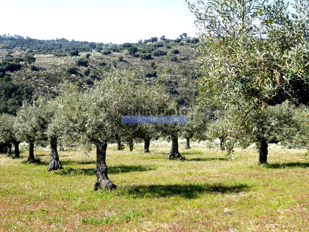 Terreno agricola