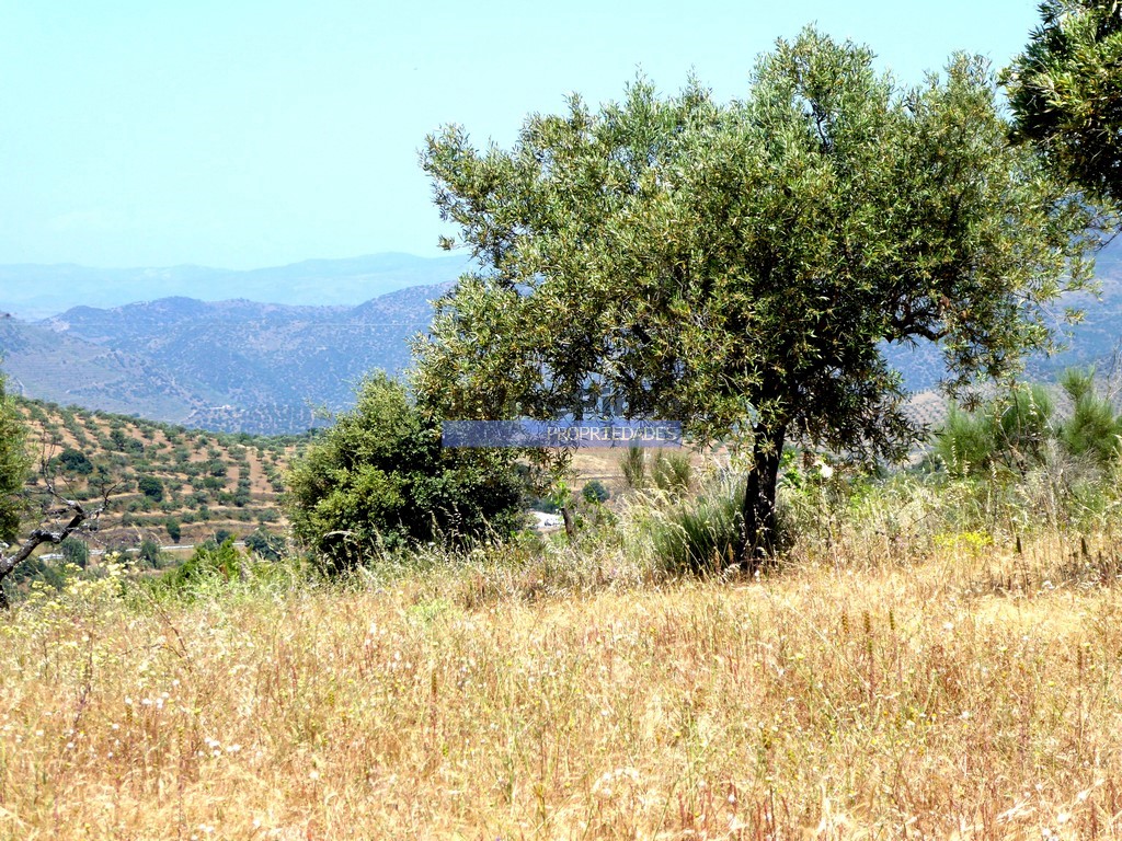 Terreno agricola