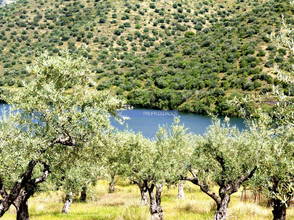 Terreno agricola