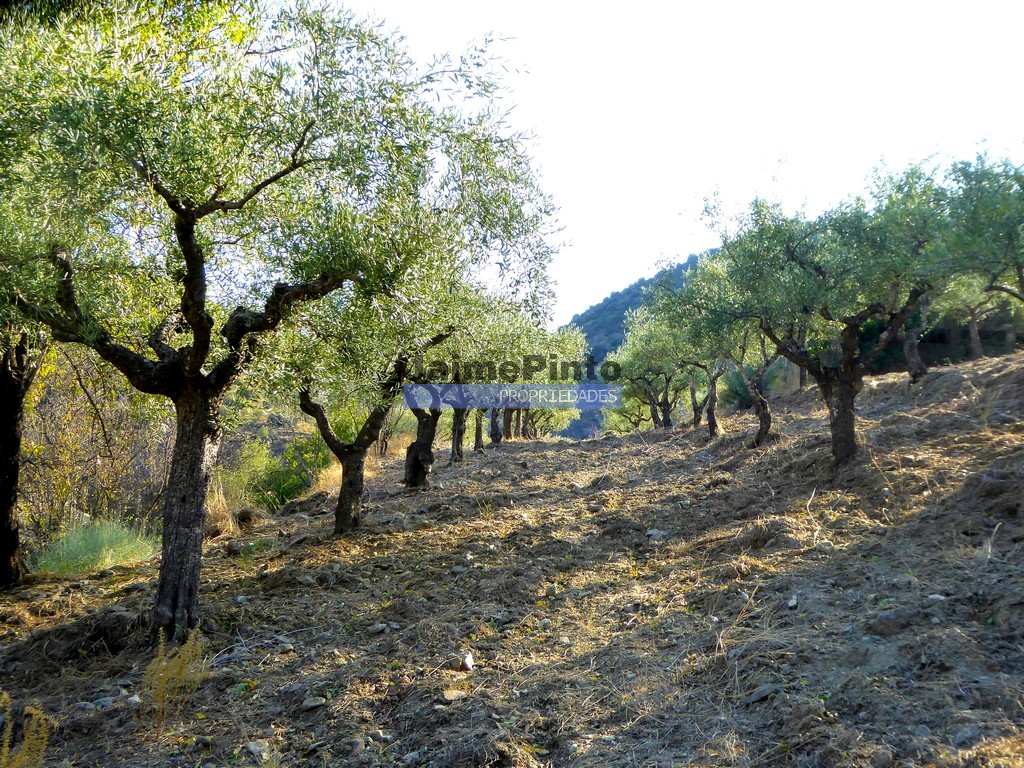 Terreno agricola