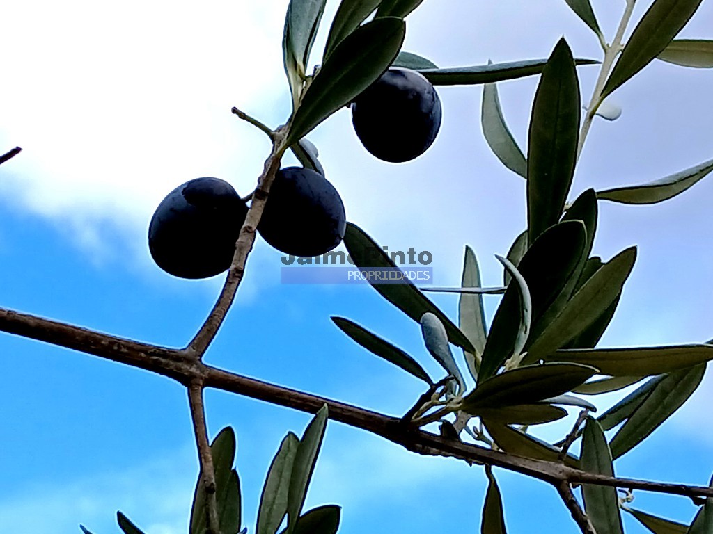 Terreno agricola