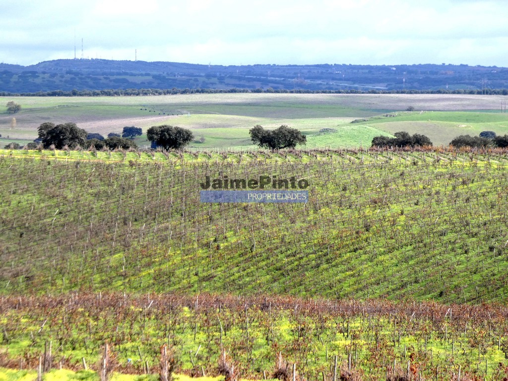 Herdade - ST - ELVAS