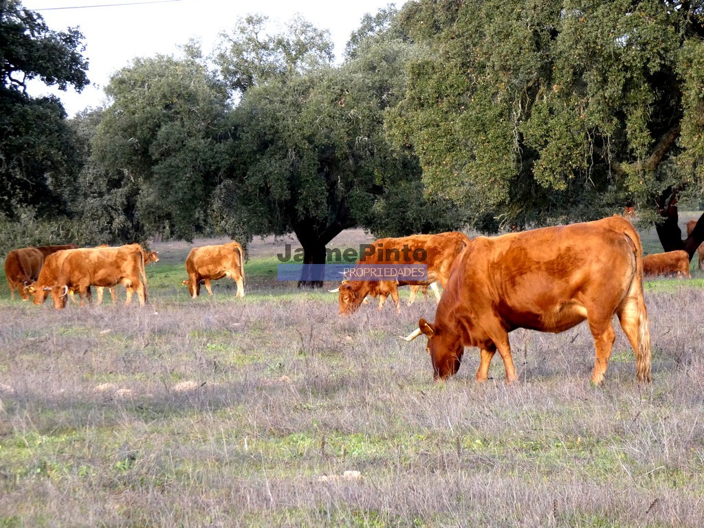 Herdade - ST - ODEMIRA