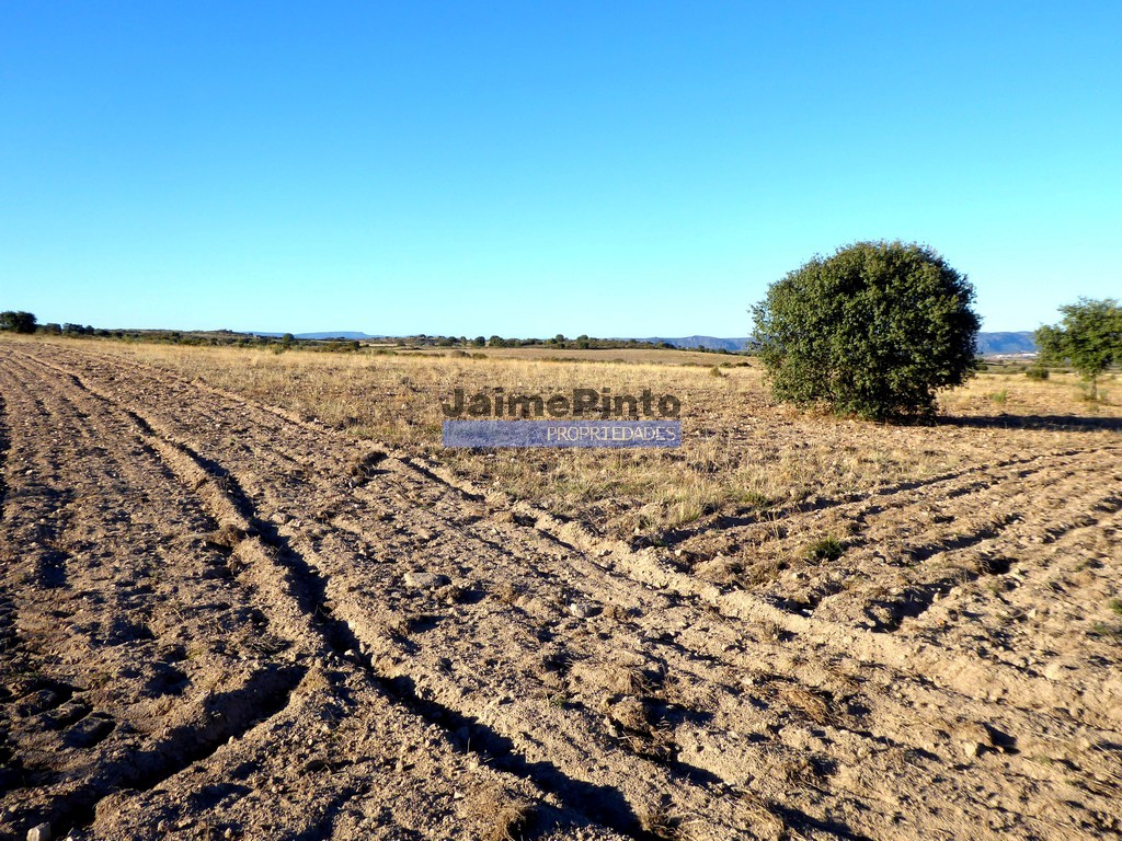 Terreno agricola - ST - FIGUEIRA DE CASTELO RODRIGO