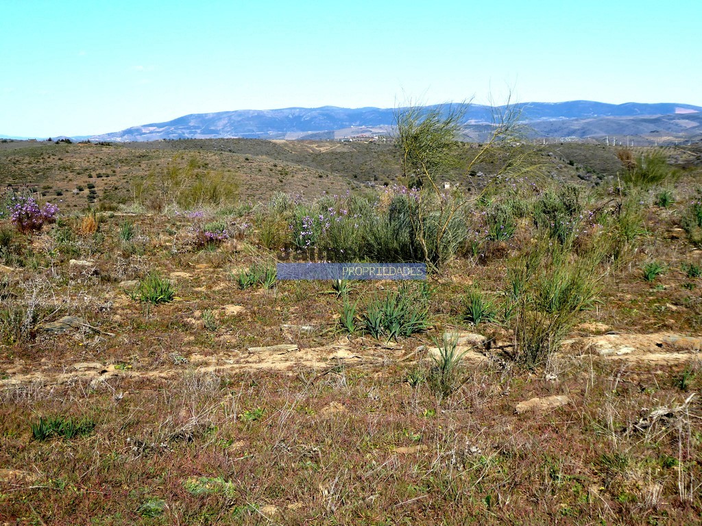 Terreno agricola