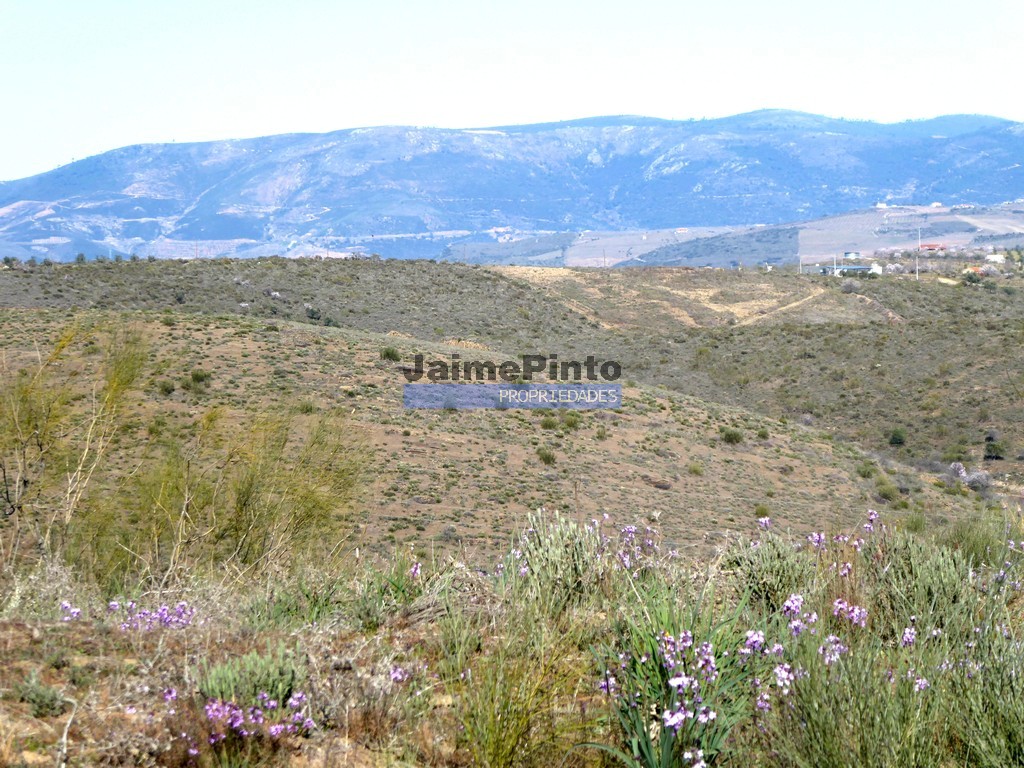 Terreno agricola
