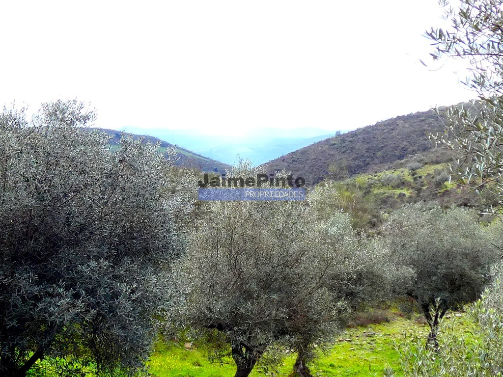 Terreno agricola