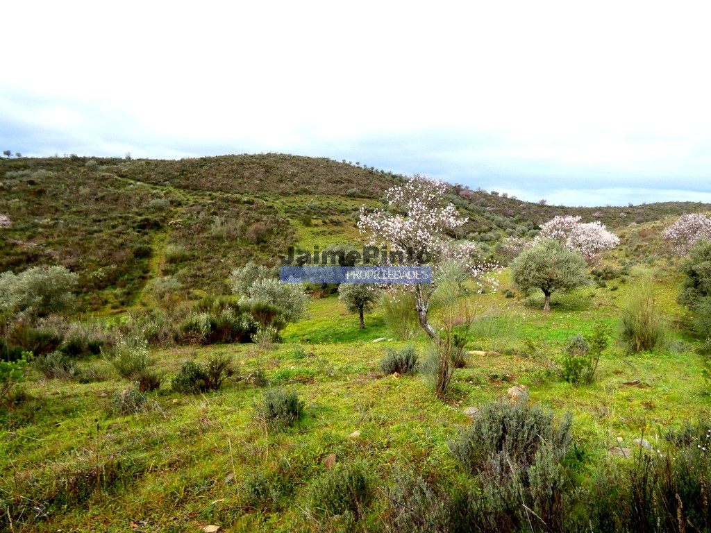 Terreno agricola