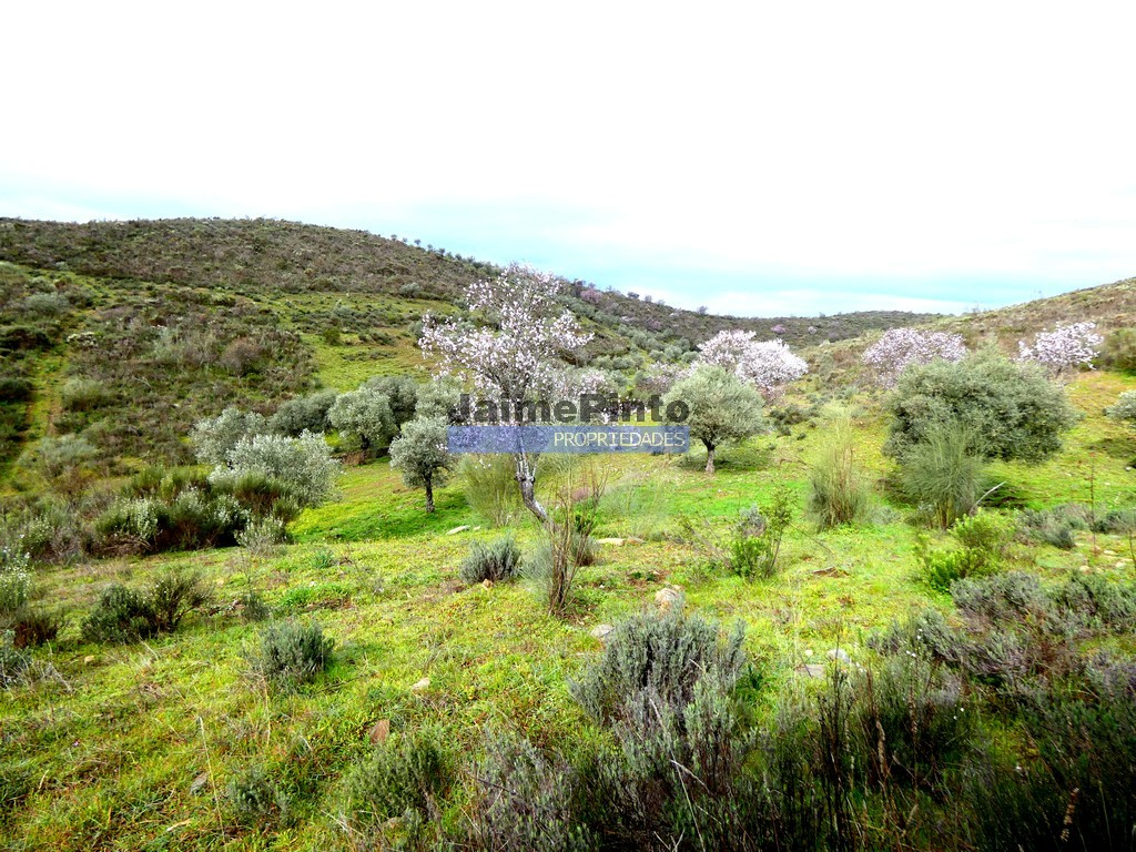 Terreno agricola