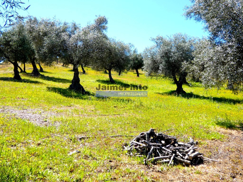 Terreno agricola