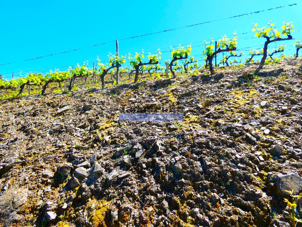 Terreno agricola