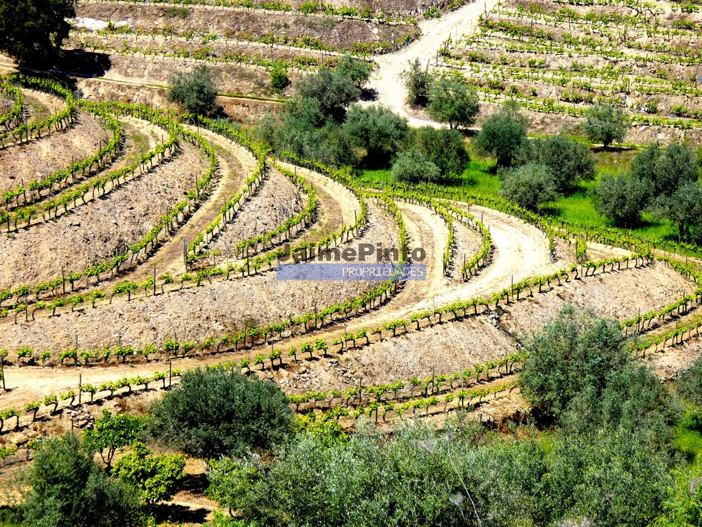 Terreno agricola