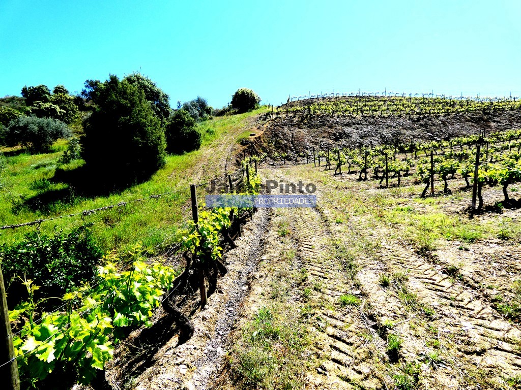 Terreno agricola