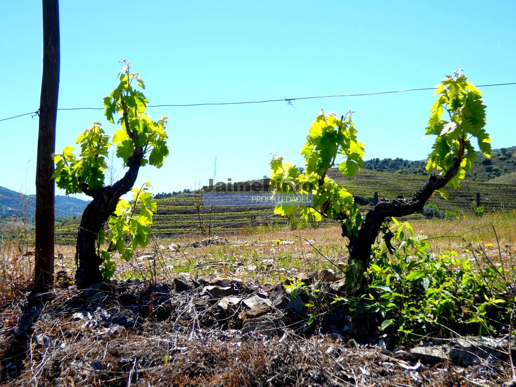 Terreno agricola
