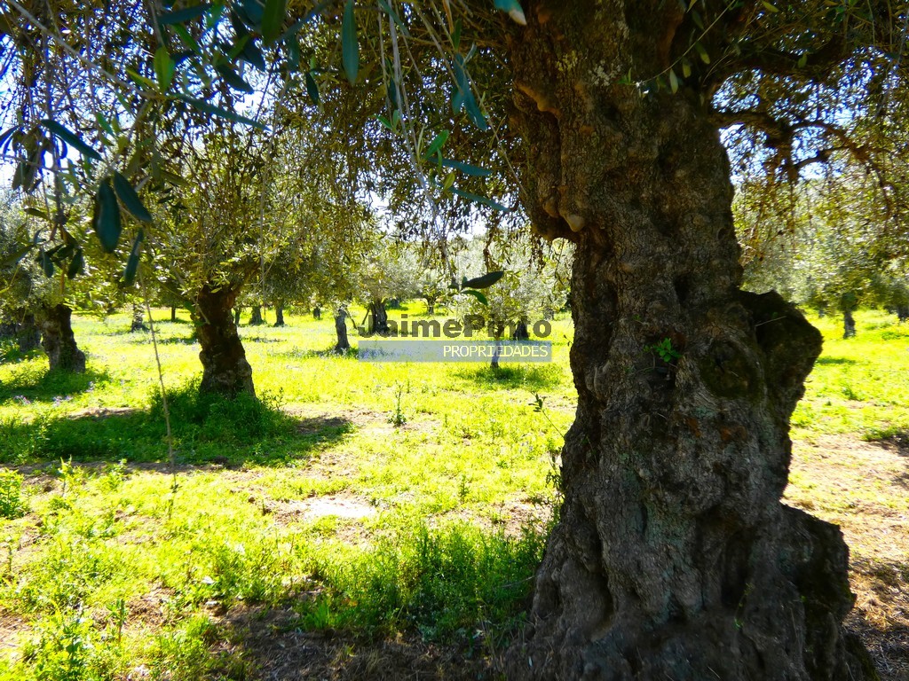 Terreno agricola