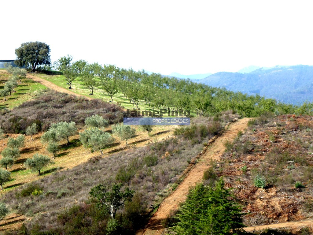 Terreno agricola - ST - ALFANDEGA DA FE