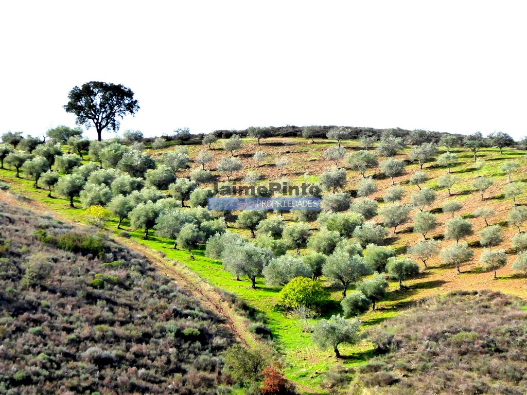 Terreno agricola