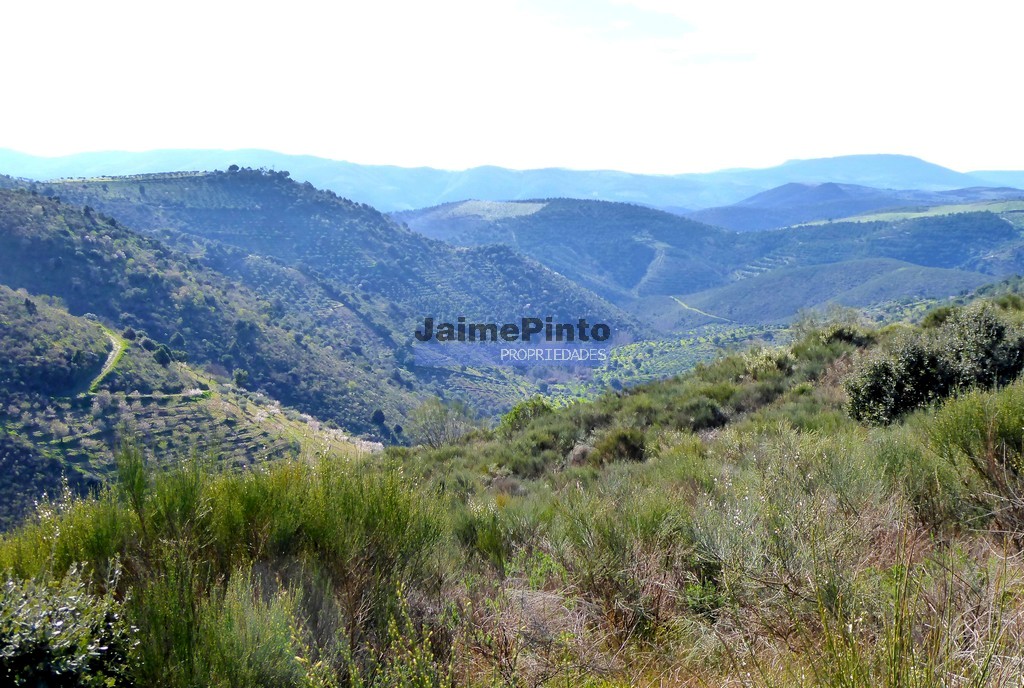 Terreno agricola - ST - ALFANDEGA DA FE