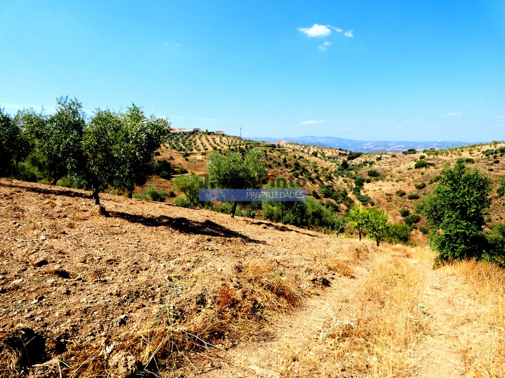 Terreno agricola