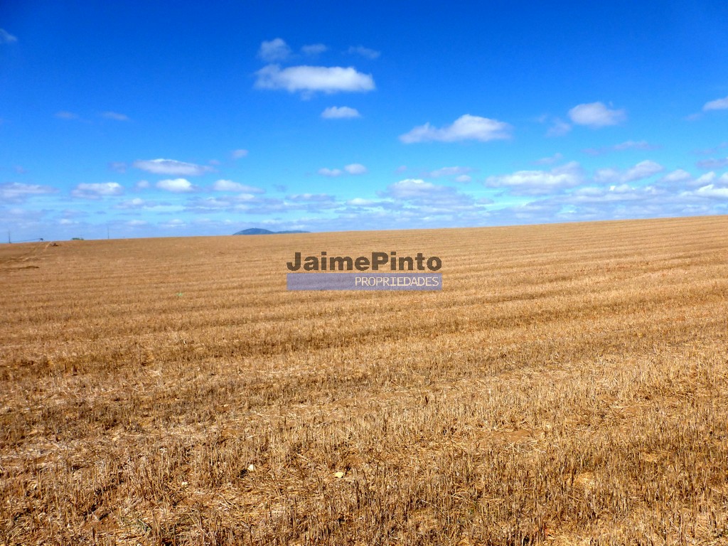 Terreno agricola - ST - ALMEIDA