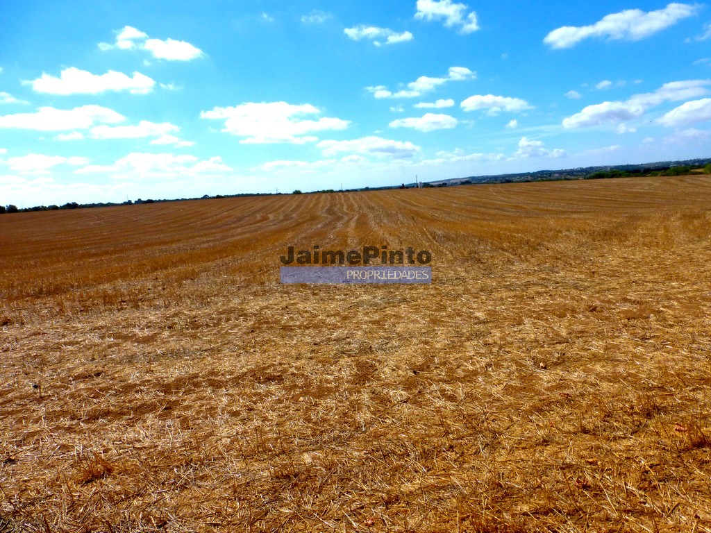 Terreno agricola