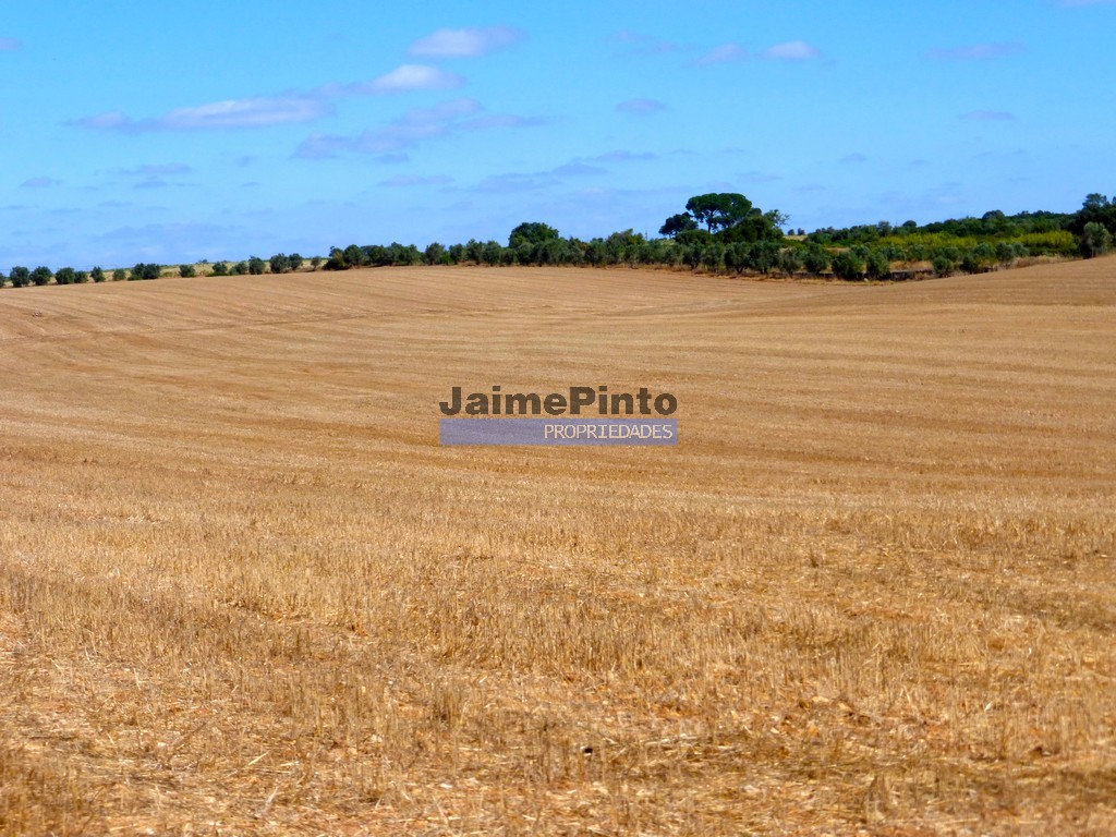 Terreno agricola