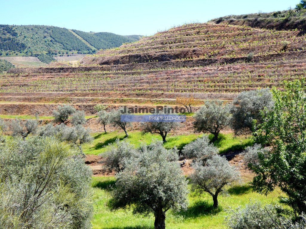 Quinta - ST - VILA NOVA DE FOZ COA