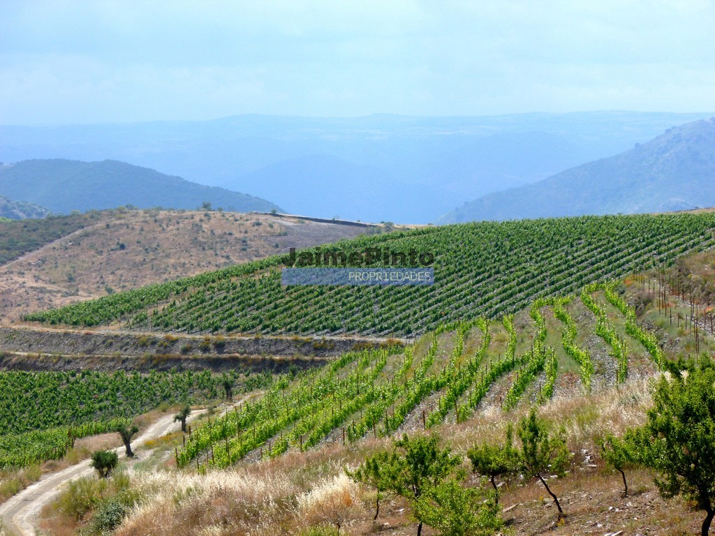 Quinta - ST - VILA NOVA DE FOZ COA