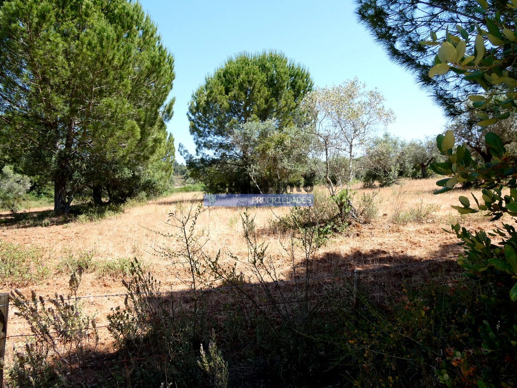 Quinta