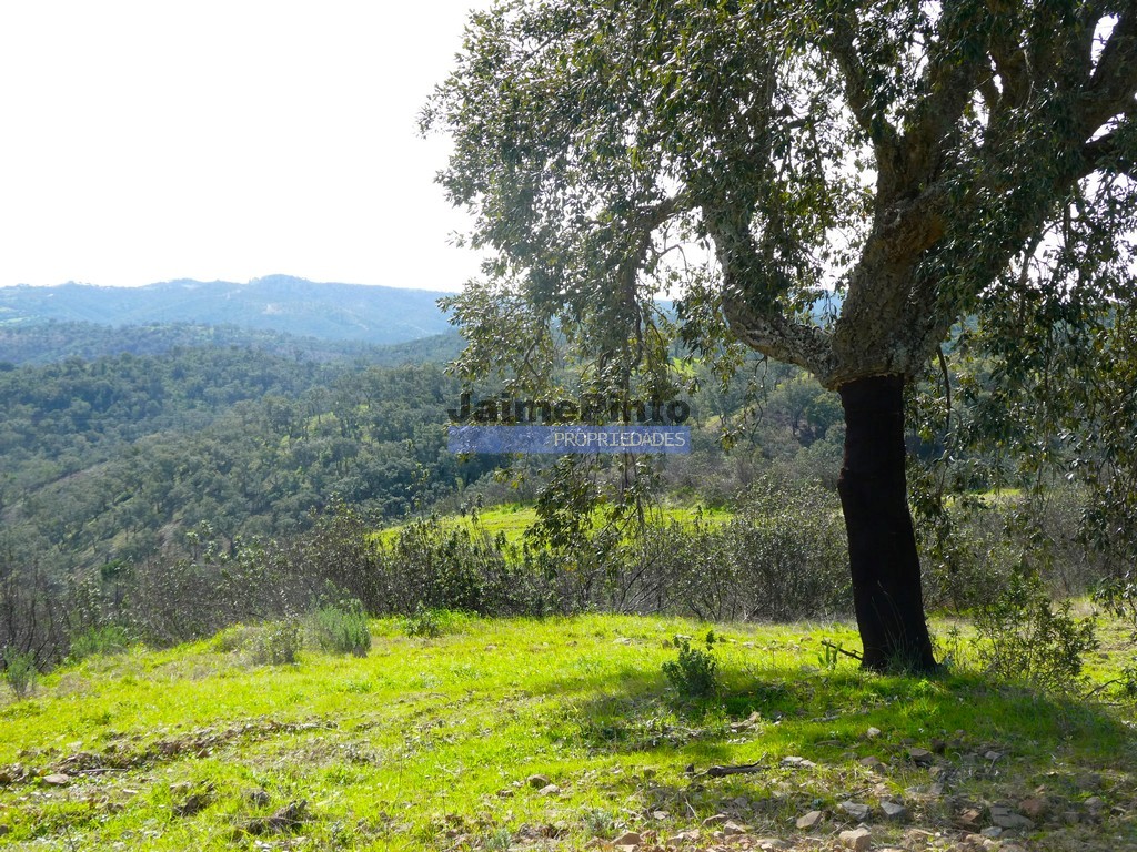 Quinta - ST - ALMODOVAR