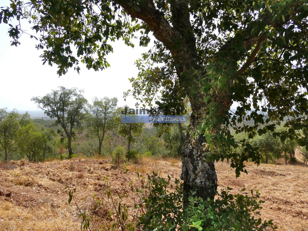 Quinta